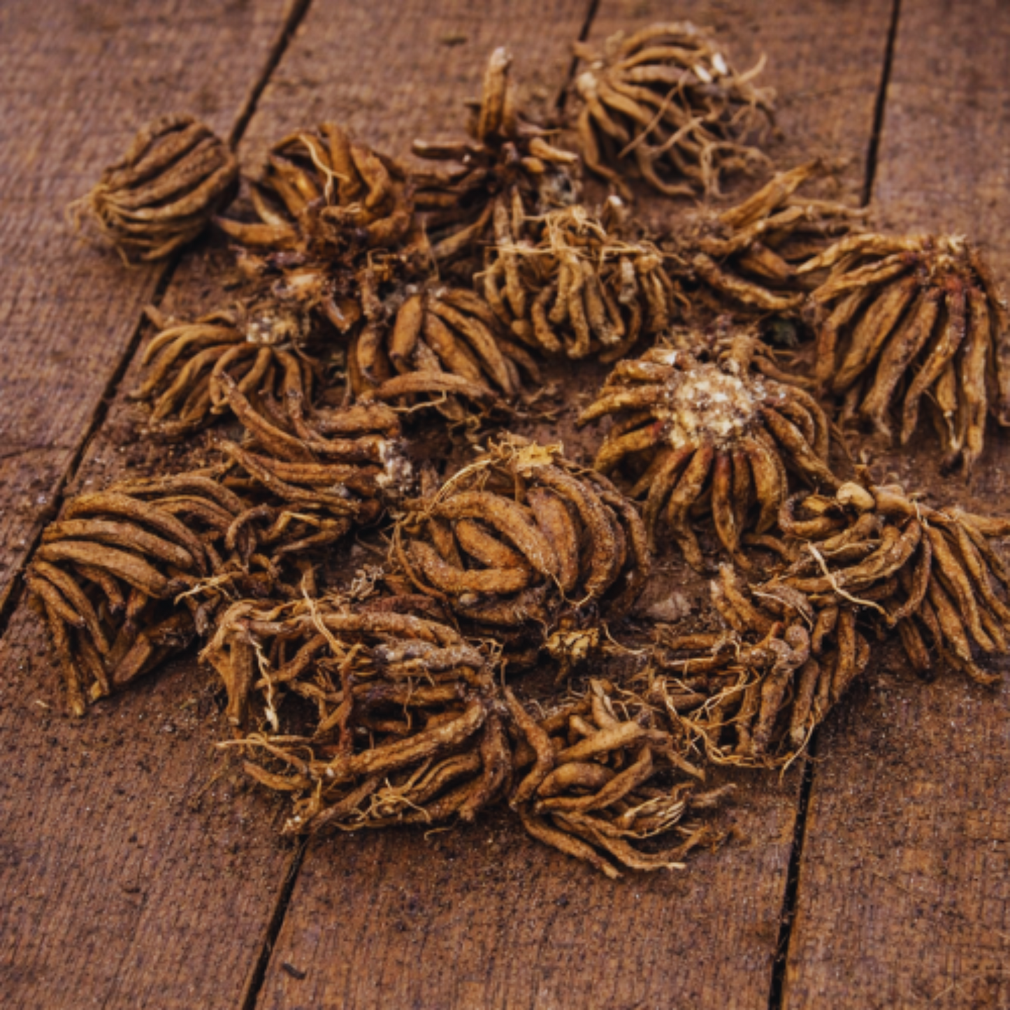 Ranunculus - Tecolote Flamenco