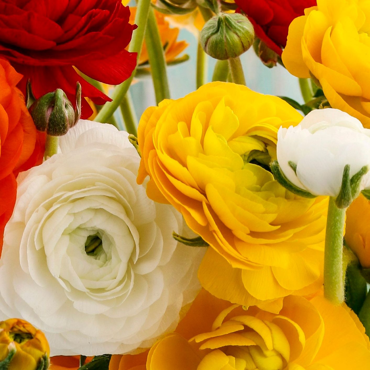 Ranunculus Bulbs - Tecolote Fire & Ice Collection
