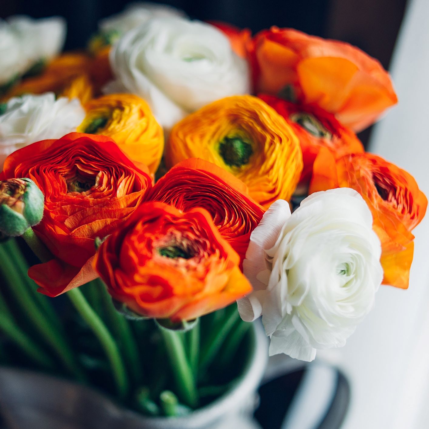 Ranunculus Bulbs - Tecolote Fire & Ice Collection