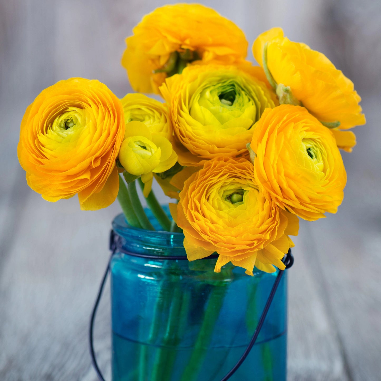 Ranunculus Bulbs- Tecolote Yellow