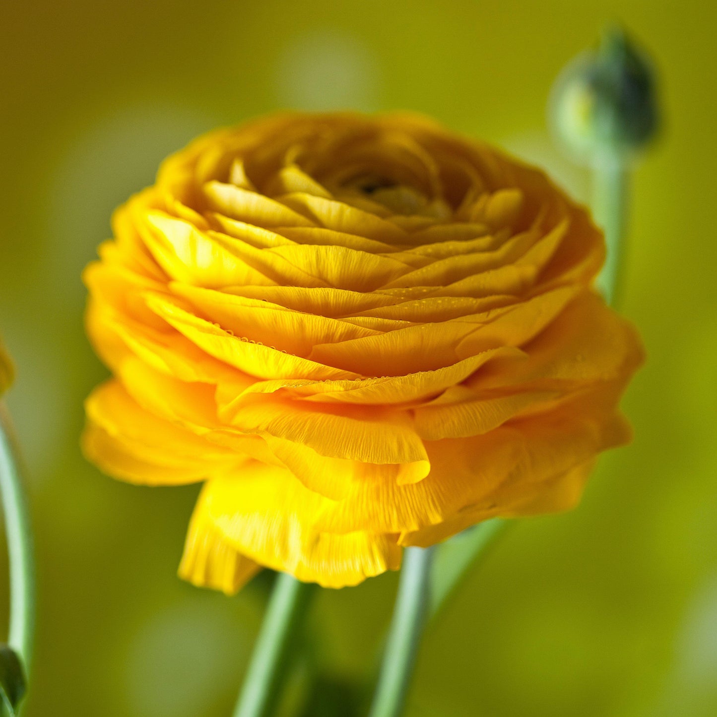 Ranunculus Bulbs- Tecolote Yellow