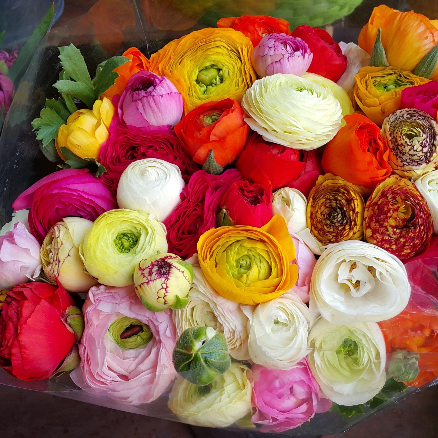 Ranunculus Bulbs - Tecolote Flower Fields Collection