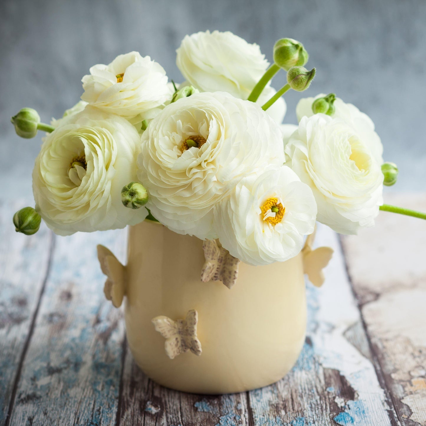 Ranunculus Bulbs- Tecolote White