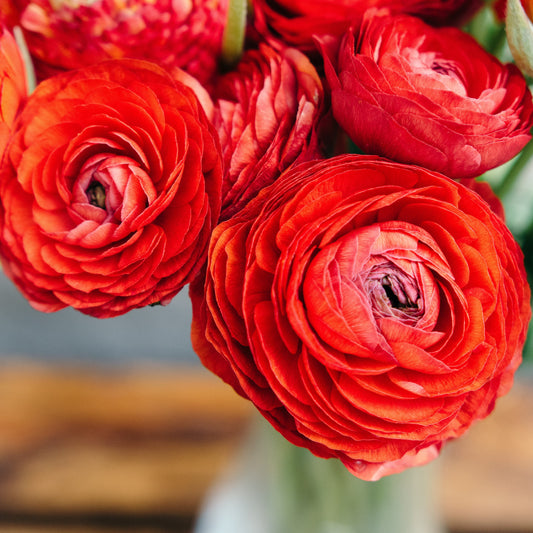 Ranunculus Bulbs - Tecolote Red
