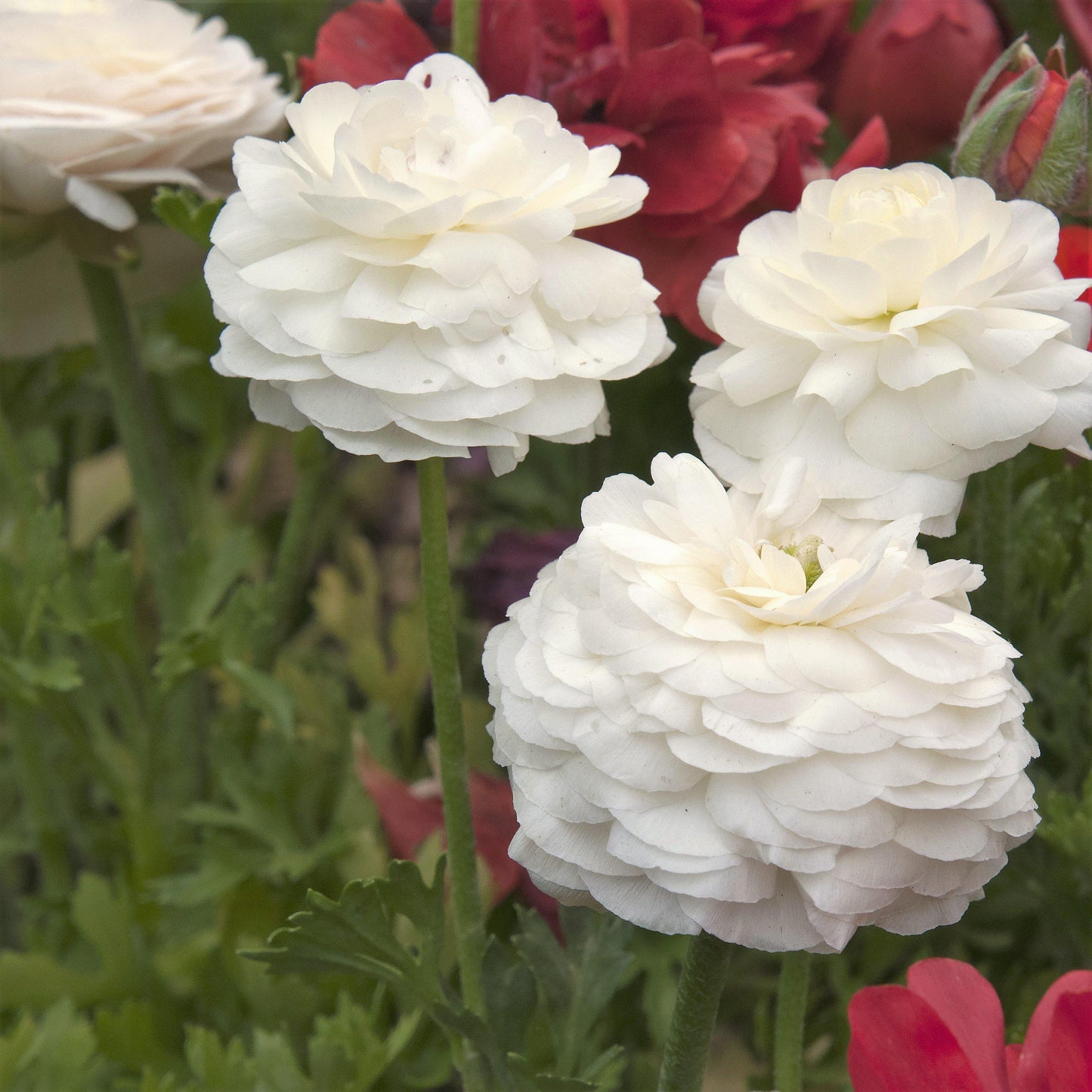 Ranunculus Bulbs- Tecolote White