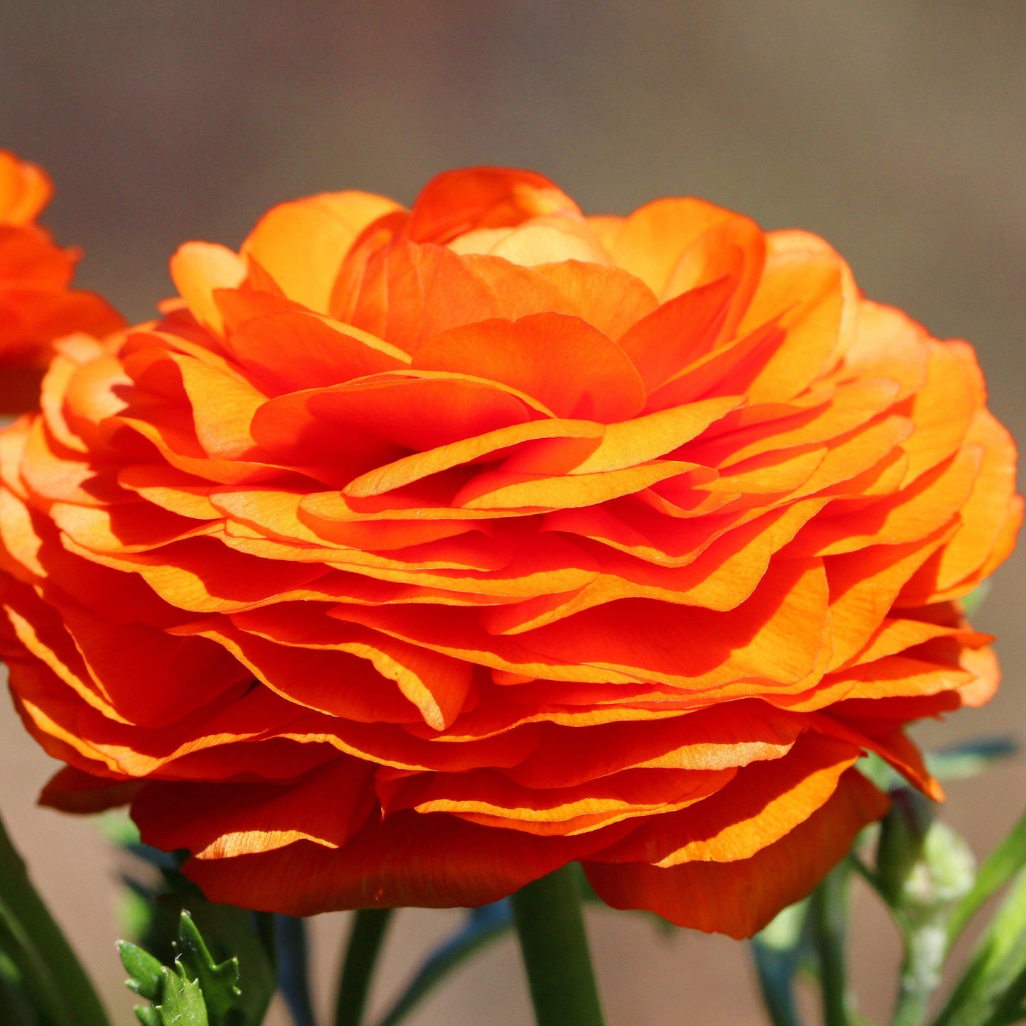 Ranunculus Bulbs - Tecolote Sunset